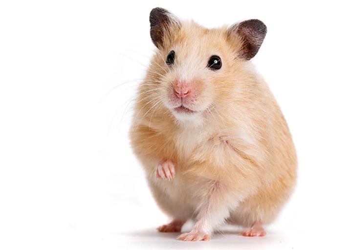 Video of hamster eating a burrito: Hamster cannibalism and other viral