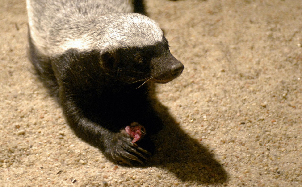wild republic honey badger