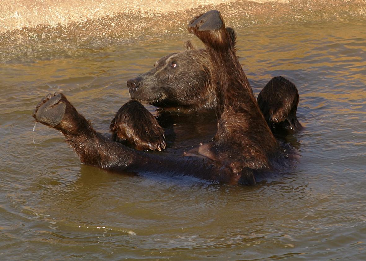135773602-young-brown-bear-cools-itself-in-a-pool-of-the-attica 135773602-young-brown-bear-cools-itself-in-a-pool-of-the-attica