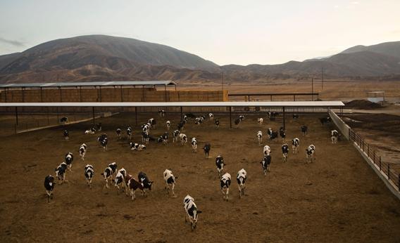 Dairy_2410 Dairy_2410