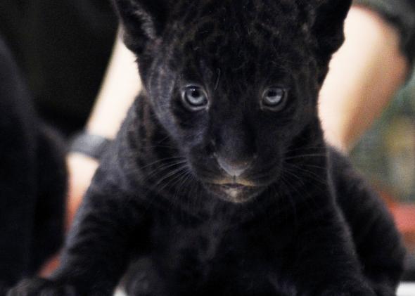 baby black panthers animals