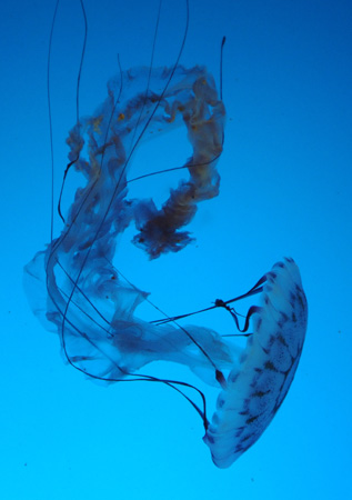 images%2Fslides%2F6-jellyFish