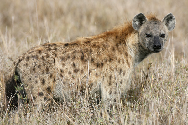 images%2Fslides%2F7-hyena