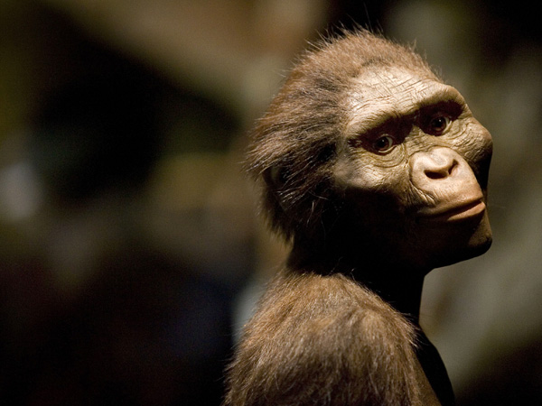 images%2Fslides%2Faustralopithecus-afarensis