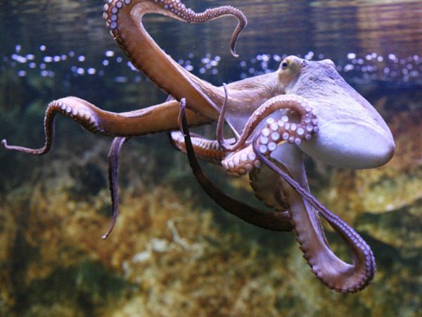 images%2Fslides%2F11_octopus