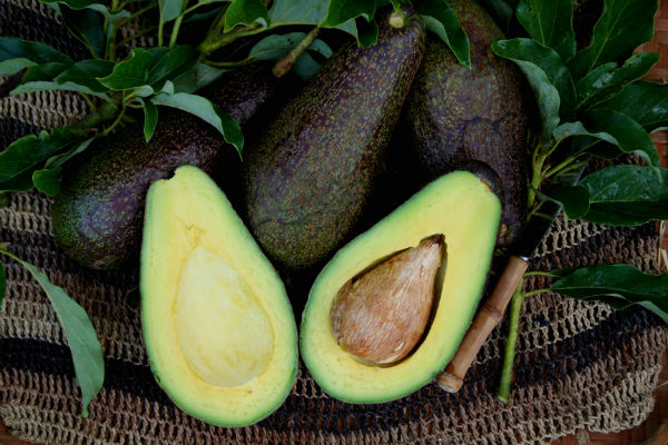 Avocado Collectors The Fairchild Tropical Botanic Garden Holds Hundreds Of Rare Breeds Of The Fruit Somebody Had To Collect Them All Though it is the national fruit of thailand, it is believed that the trees of this fruit used to flourish in southern india throughout the 18th century. www slate com
