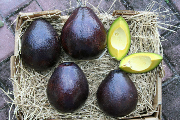 rare avocado varieties