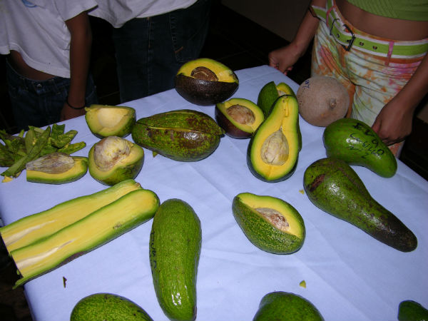 rare avocado varieties