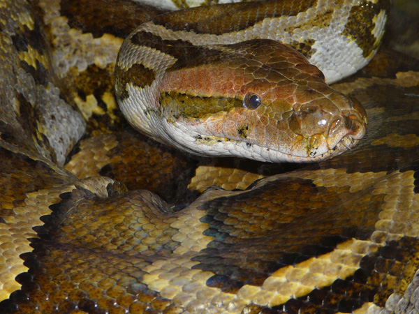 images%2Fslides%2F01_201107-weirdest-animal-smuggling-python