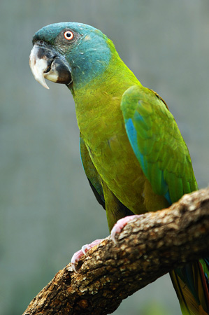 images%2Fslides%2F02_201107-weirdest-animal-smuggling-parrot