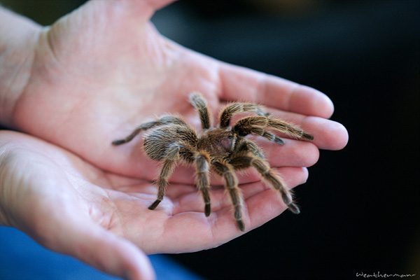 images%2Fslides%2F03_201107-weirdest-animal-smuggling-tarantula