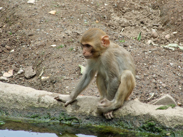images%2Fslides%2F08_201107-weirdest-animal-smuggling-monkey