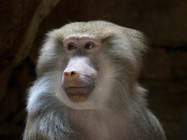 images%2Fslides%2F09_201107-weirdest-animal-smuggling-baboon