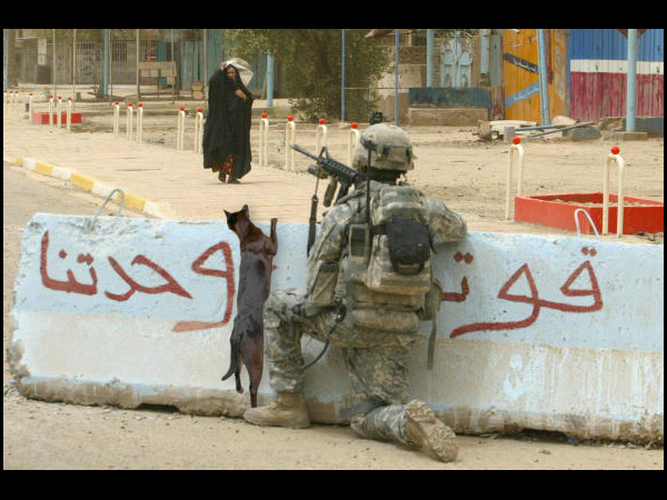 Cats Of War The Pentagon S Top Secret Feline Special Operations