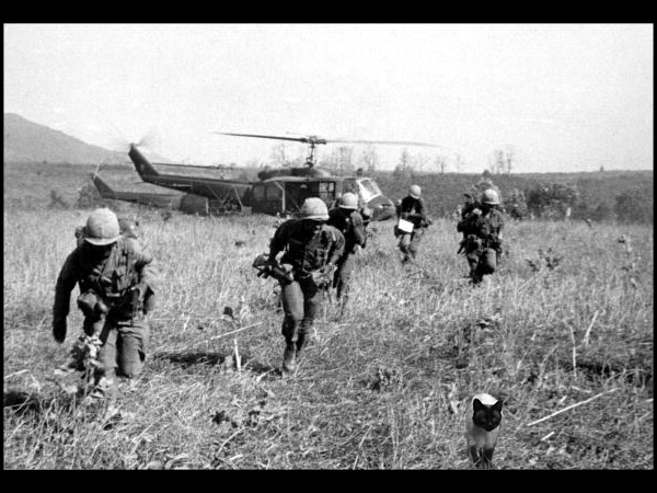 Cats Of War The Pentagon S Top Secret Feline Special Operations