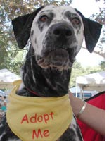 Your new Best Friend