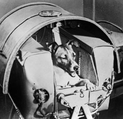 Laika the space dog.