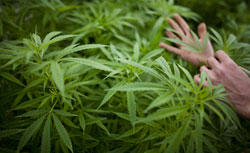 A worker touches plants at a cannabis greenhouse. Click to expand image. 