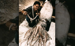 Steve O'Shea, a curator at the Ministry of Agriculture and Fisheries, examines a giant squid in 1996. Click image to expand.