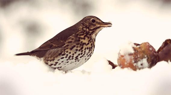 Song thrush in snow with apples