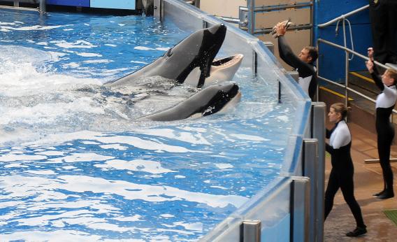 Killer whale 'Tilikum' and his new trainers.