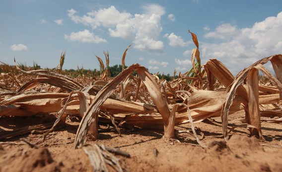 Corn plants dry in a drought-stricken farm field on July 16, 2012 near Shawneetown, Illinois.