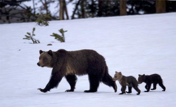 The Wapiti grizzly sow with her cubs in June, 2011