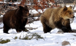 The Wapiti sow&rsquo;s cubs, Roosevelt and Grant.