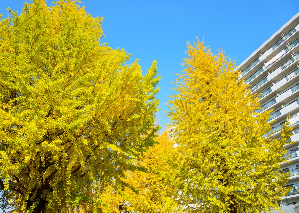 Ginkgo tree&ndash;lined at Hikarigaoka park in Tokyo. 