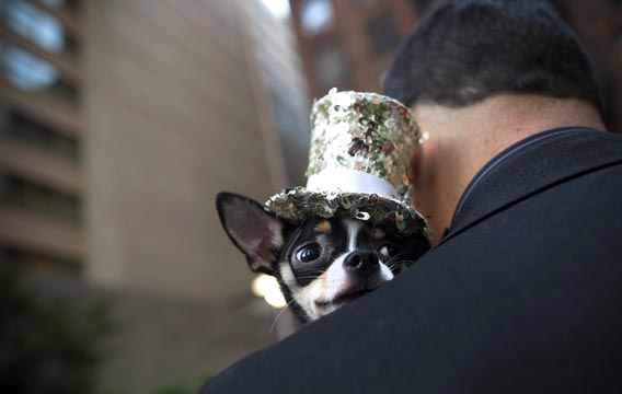 Bogie the Chihuahua peers over his owner Anthony Rubio's shoulder as he awaits his turn at the &quot;Furry Friends on the Runway&quot; doggie fashion event at the Ritz Plaza Park in New York, Sept. 5, 2012.