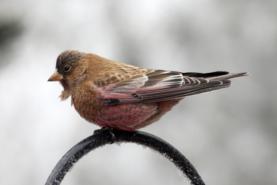 Brown-capped Rosy-finch.