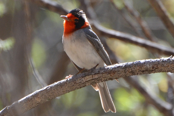 Red-Faced Warbler.