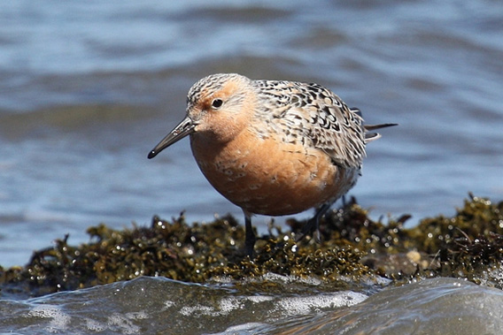 Red Knot.