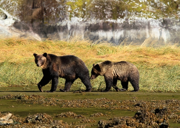 A mother grizzly bear walks along a British Columbia beach with her cub. 