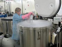 A technician removes a case of frozen mouse embryos.