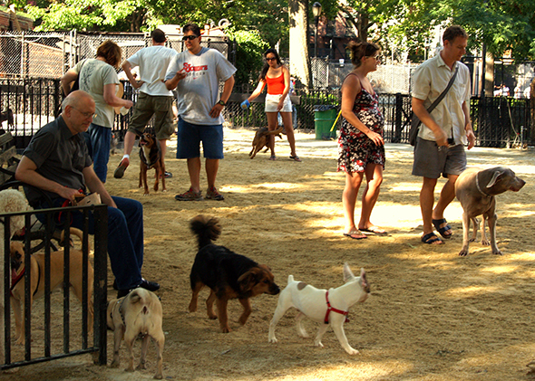 Man Scolds Aunty For Letting Dogs Play On Public Playground's