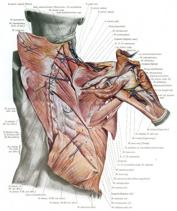 Blood vessels, nerves and muscles of the scapular region from behind, illustration from the Atlas of Topographical and Applied Human Anatomy.