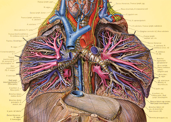 An illustration from Eduard Pernkopf's Atlas of Topographical and Applied Human Anatomy. Historians believe there is a great likelihood that the drawings depict victims of the Nazis. The book is still in use.