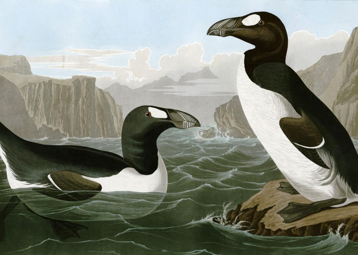 Great Auk
