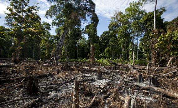 Deforestation of a rain forest. 