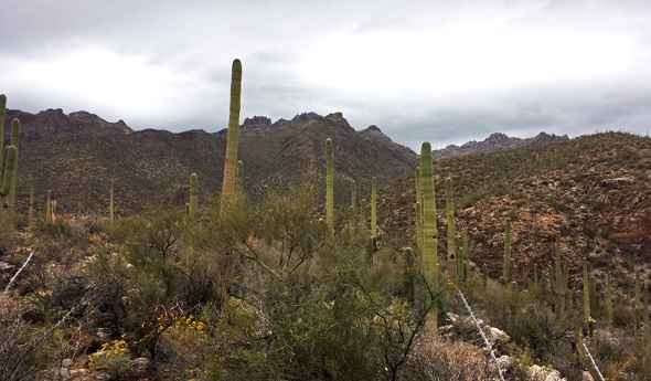 Saguaro cactuses stand guard over Sabino Canyon near Tucson, Arizona in the midst of a rare winter rainstorm.