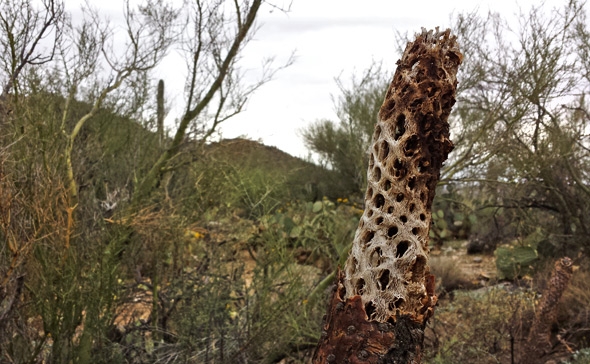 A desiccated cactus alongside the trail in Sabino Canyon near Tucson, Arizona.