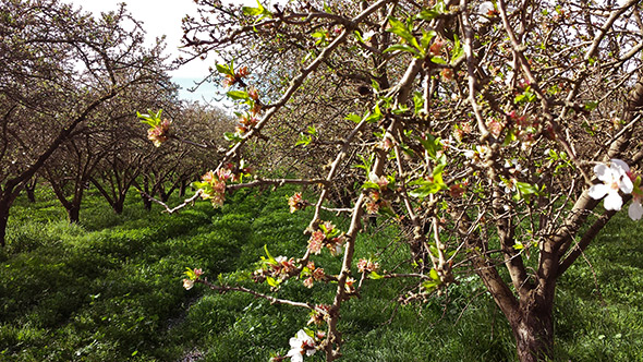 Almonds are one of California's most water intensive crops, but during this year's epic drought, farmers are planting even more. The reason? Economics.