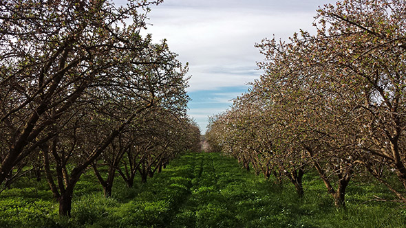 This almond orchard is being grown in a desert.