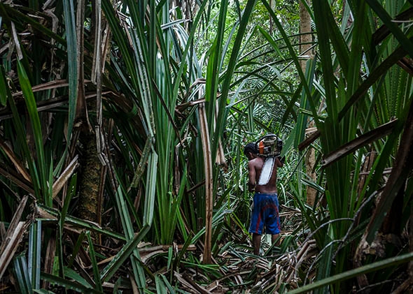 An illegal logger carries a chainsaw at Kerumutan protected tropical rainforest in Indonesia.
