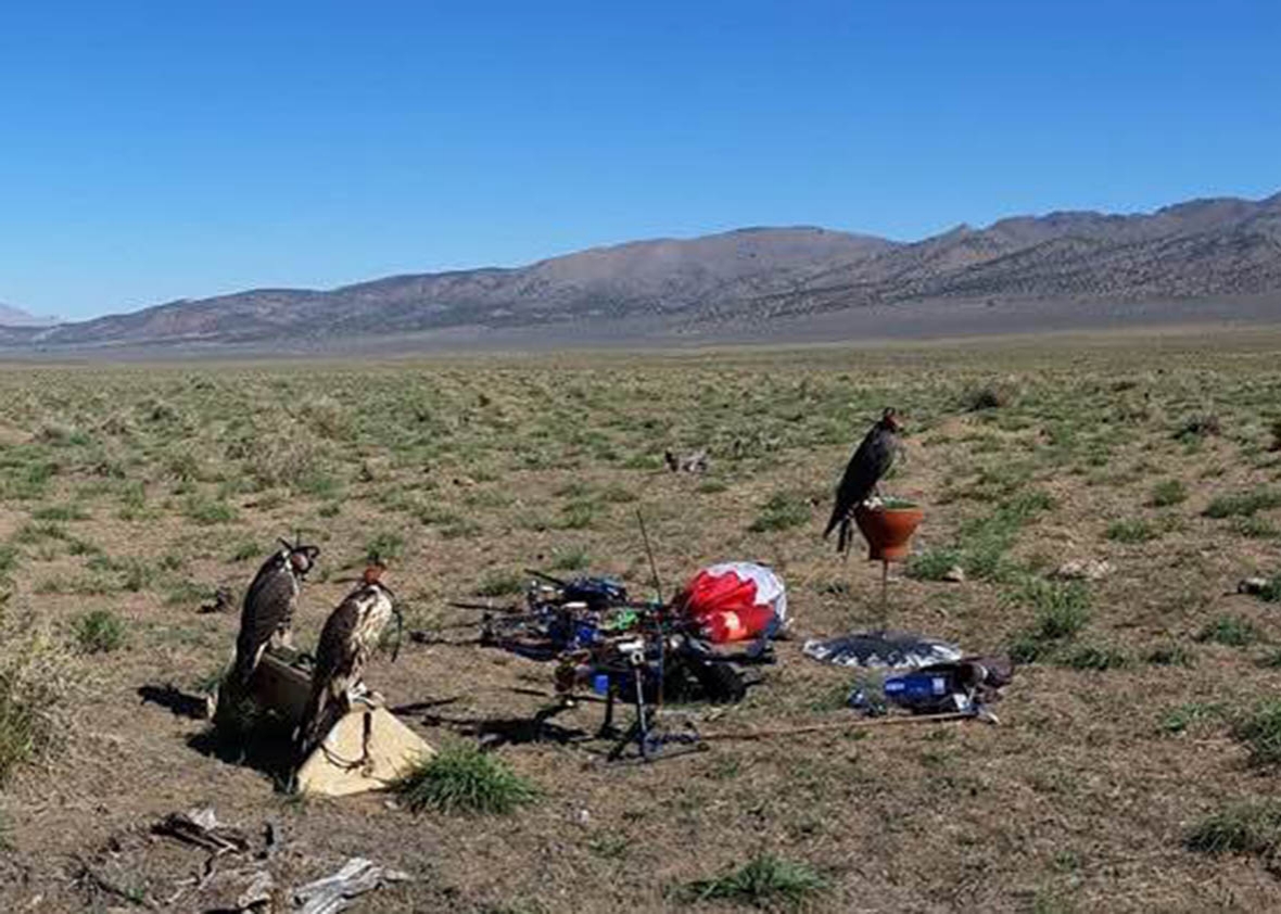 Training falcons with drones in Nevada.