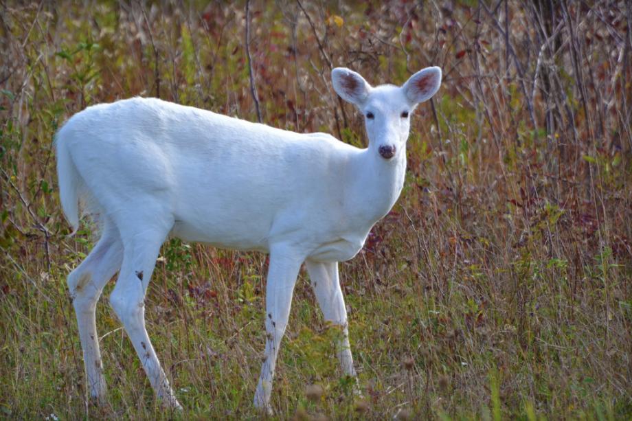 white-deer