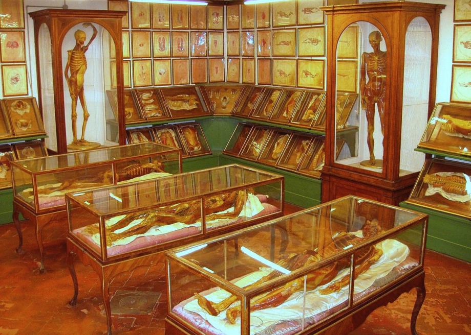 1200pxzoologia_la_specola_wax_anatomical_models