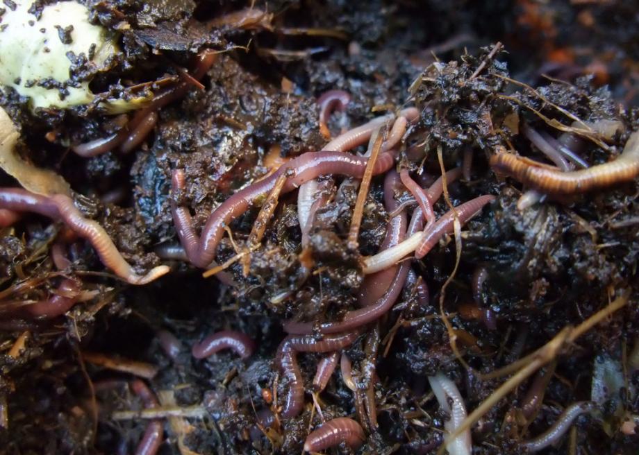 The World Worm Charming Championships Sees Competitors Try to Coax Up as  Many Worms as They Can