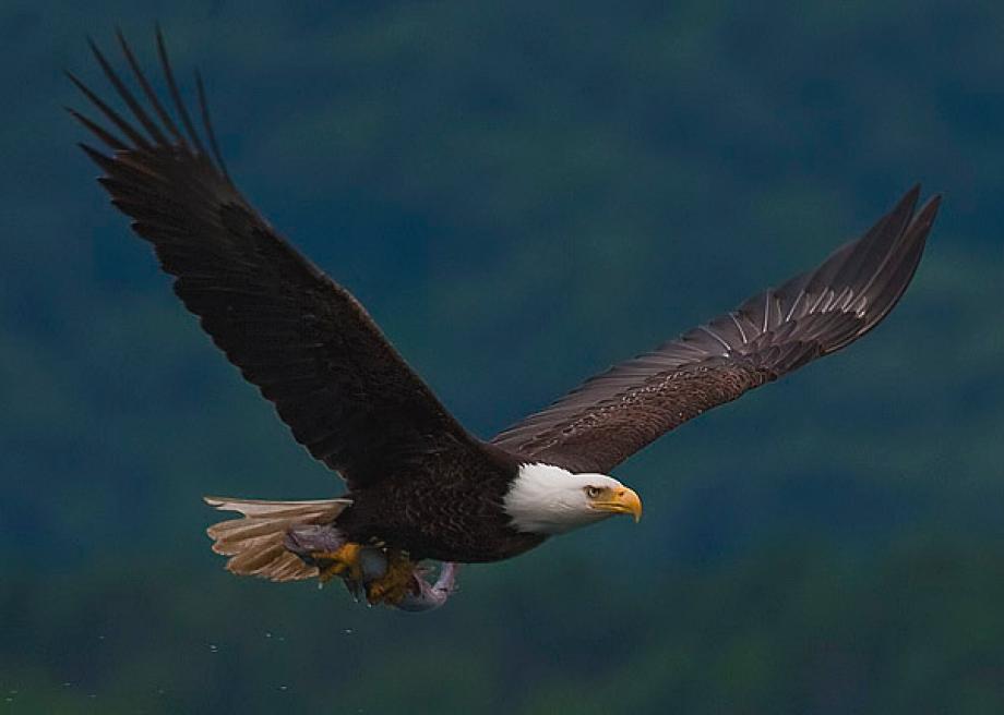 2010baldeaglewithfish